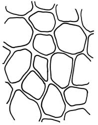 Holodontium strictum, exothecial cells. Drawn from P. Child s.n., 26 Jan. 1972, CHR 422913.
 Image: R.C. Wagstaff © Landcare Research 2018 CC BY 3.0 NZ
